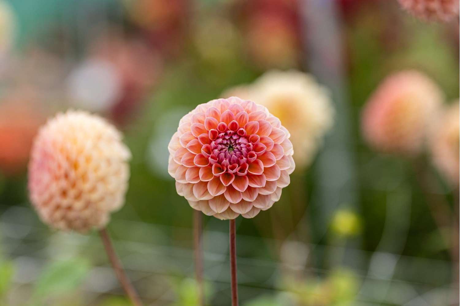 Dahlia 'Linda's Baby'